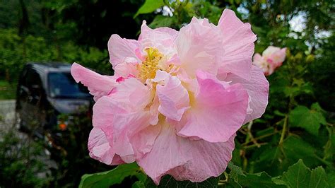 植物:b_rt8hmfh8s= 芙蓉|木芙蓉 Hibiscus mutabilis